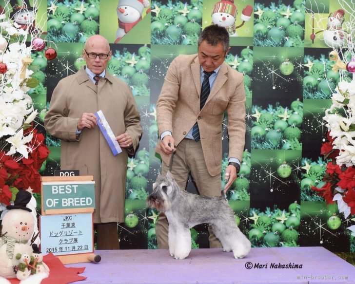 当ケネル繁殖犬　エド　ビビンからのベストオフブリード受賞｜中原　健蔵(なかはら　けんぞう)ブリーダー(広島県・ミニチュアシュナウザーなど・JKC登録)の紹介写真1