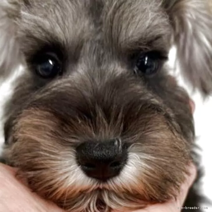 ID：2509-02348の子犬