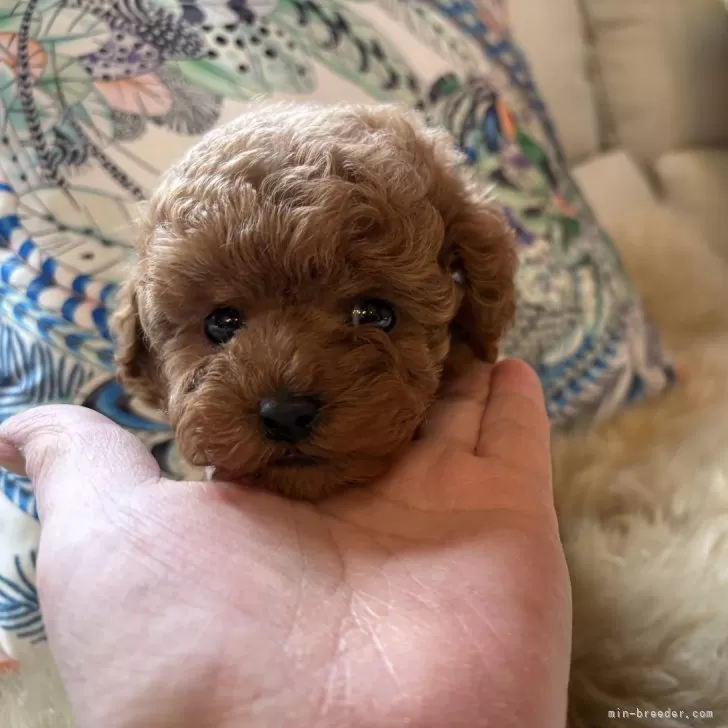 ID:2501-06661の子犬