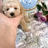 ティーカッププードル