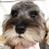 ミニチュアシュナウザー