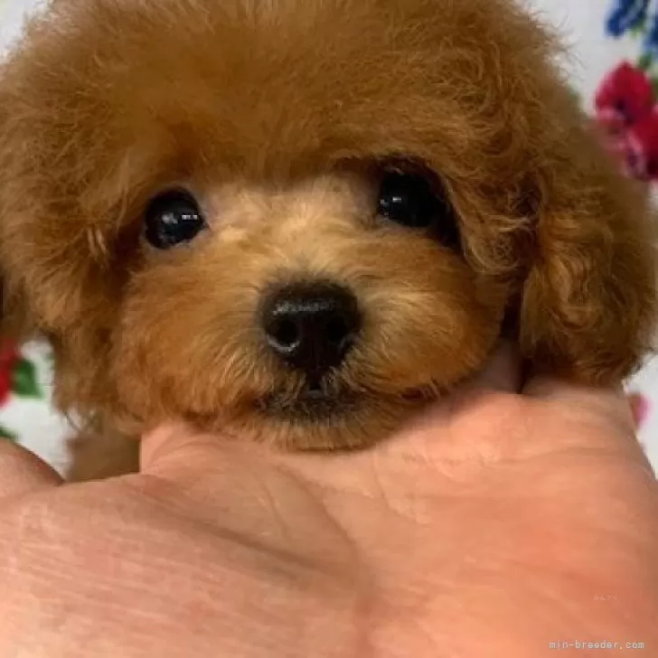 ID:2404-05801の子犬