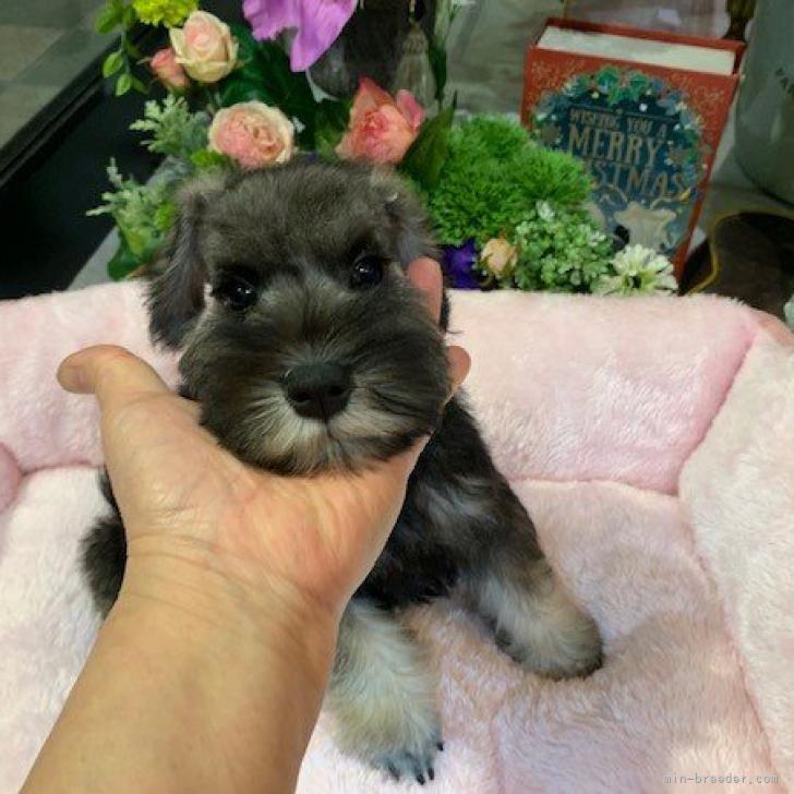 ミニチュアシュナウザー 広島県 男の子 22年9月25日 ソルトアンドペッパー 血統優秀お顔の可愛い 子 みんなのブリーダー 子犬id 2211