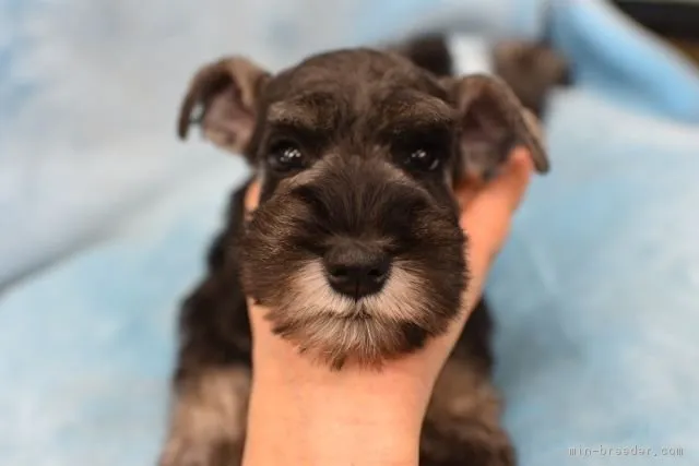 ゆみ 様のお迎えした子犬