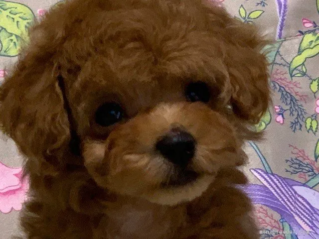 ID:2106-00517の子犬