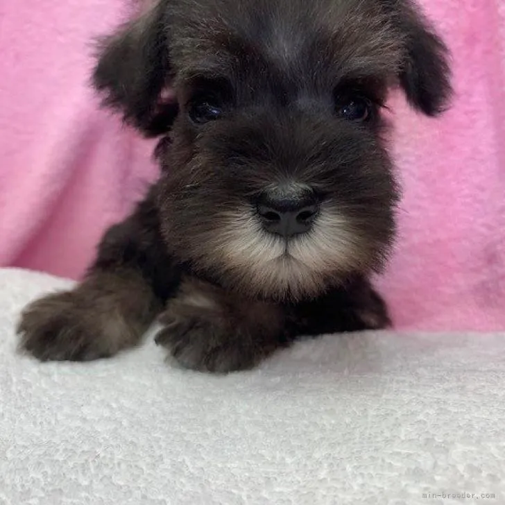 ID:2209-02970の子犬
