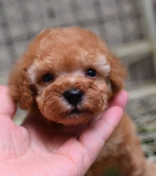 トイプードル(タイニー)【広島県・男の子・2019年8月15日・アプリコット】の写真「血統優秀　可愛いお顔　スタイル抜群！」