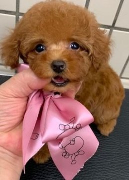 トイプードル(ティーカップ)【広島県・女の子・2020年6月25日・レッド】の写真「血統優秀　お顔が可愛くスタイル良し❤」