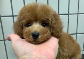 トイプードル(タイニー)【広島県・女の子・2022年2月24日・レッド】の写真「血統優秀な女の子」