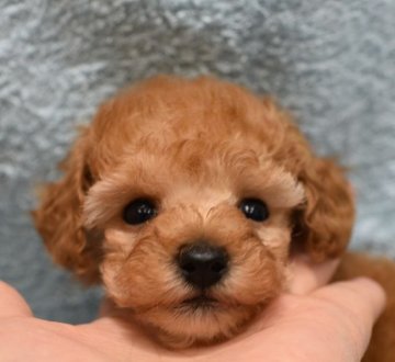 トイプードル(ティーカップ)【広島県・男の子・2019年2月6日・アプリコット】の写真「超血統優秀　スタイル抜群　小さ目のティーカップ」