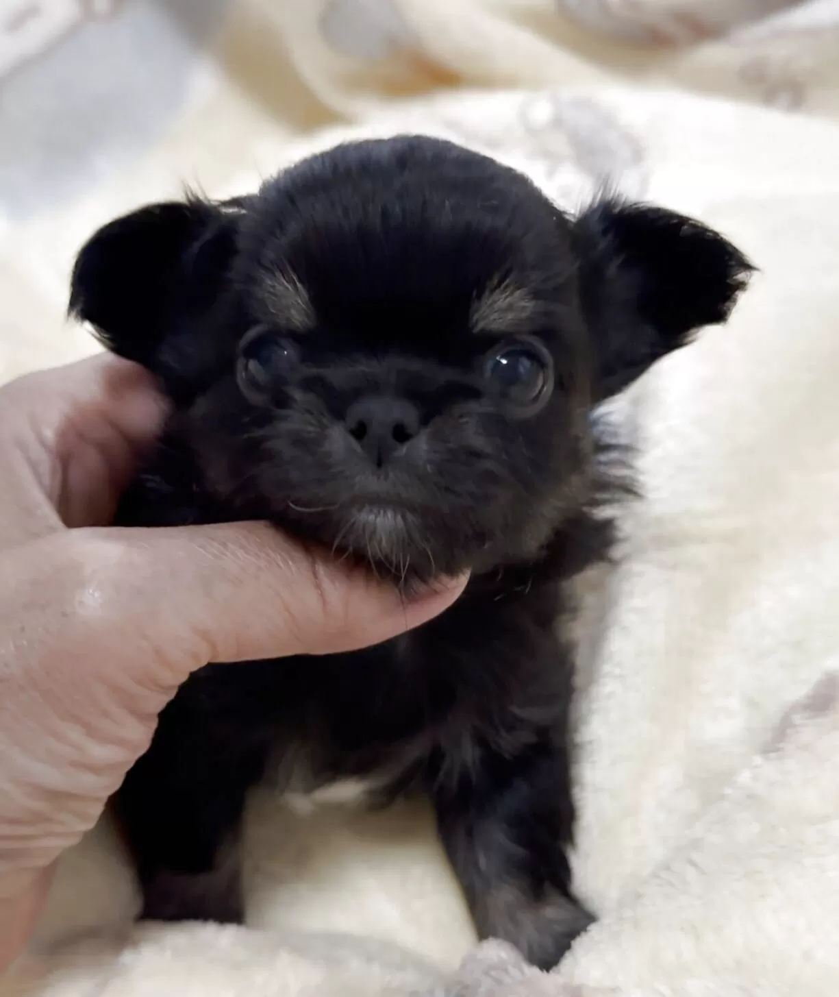 チワワ(ロング)【福岡県・女の子・2025年11月2日・ブラックタン&amp;ホワイト】の写真1