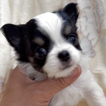 チワワ(ロング)【福岡県・男の子・2025年11月2日・ホワイト&ブラックタン】の写真「かわいい男の子♡ブルーくん」