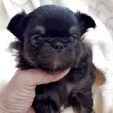 チワワ(ロング)