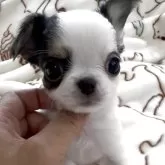 チワワ(ロング)