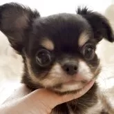 チワワ(ロング)