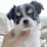 チワワ(ロング)