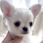 チワワ(ロング)