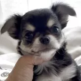 チワワ(ロング)