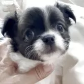 チワワ(ロング)