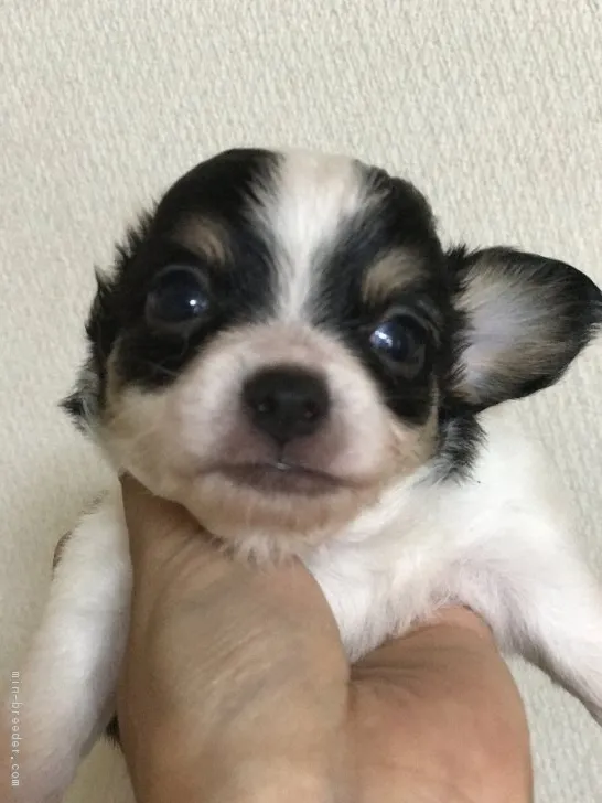 ID：1707-01950の子犬