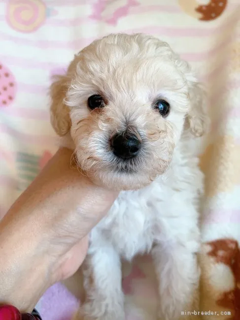 ID：2105-00123の子犬