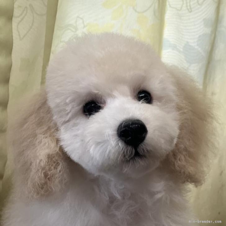 トイプードル 福岡県 男の子 22年5月6日 ホワイト もふもふ君です W みんなのブリーダー 子犬id 26 トイプードル 福岡県 男の子 22年5月6日 ホワイト もふもふ君です W みんなのブリーダー 子犬id 26
