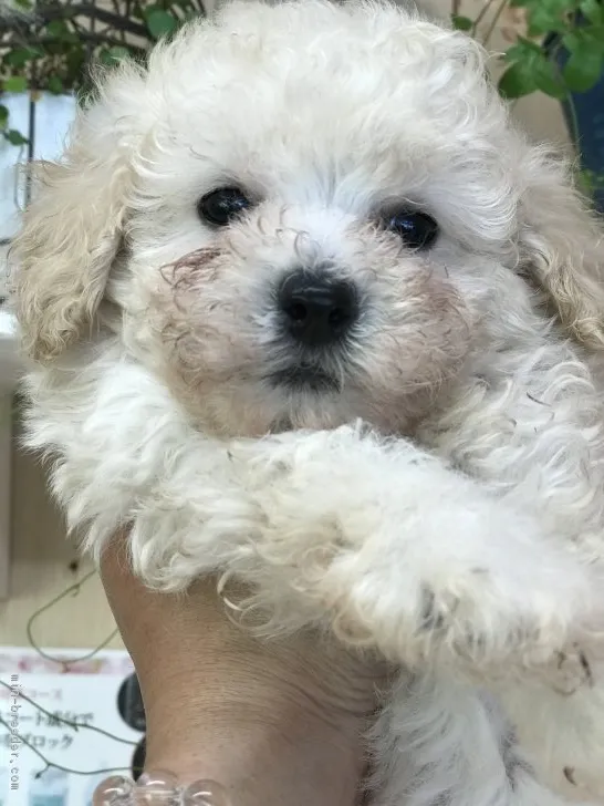 ID:1805-01279の子犬