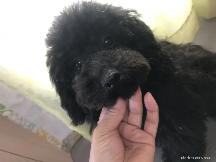ID:1901-01161の子犬
