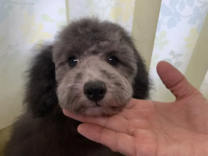 ID:1911-00722の子犬