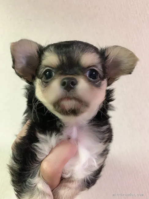 ID:2006-01801の子犬