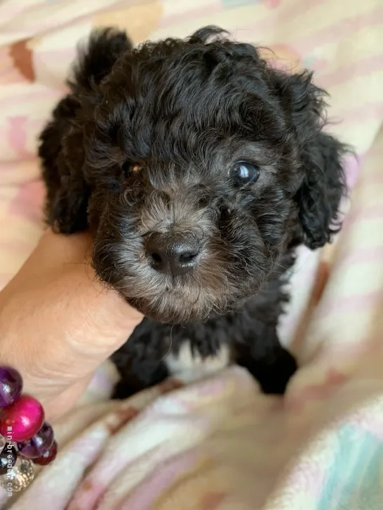 ID:2105-00120の子犬