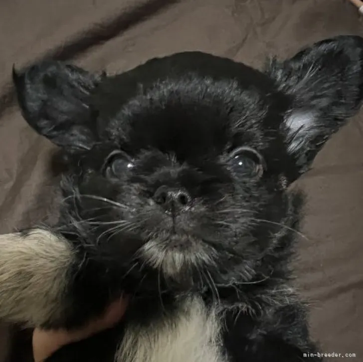 ID:2305-02025の子犬