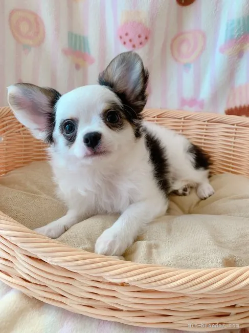 ID:2107-03026の子犬