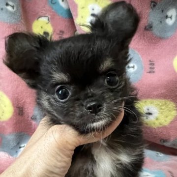 チワワ(ロング)【福岡県・男の子・2023年4月25日・ブラックタン&ホワイト】の写真「可愛い男の子☆」