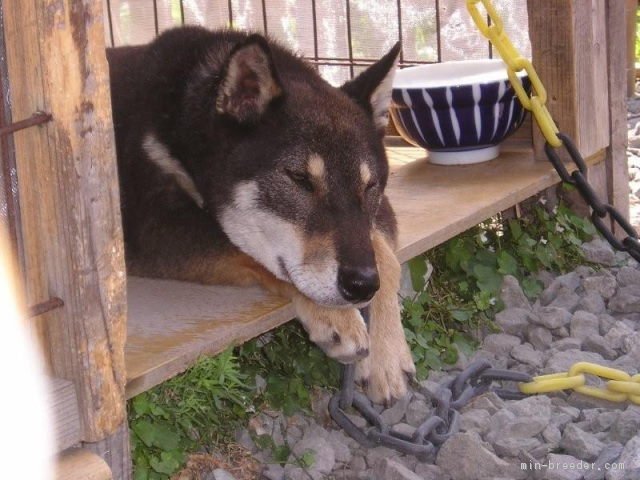 当犬舎の元祖犬「鉄姫号」｜泉　憲一(いずみ　けんいち)ブリーダー(宮城県・柴犬など・天然記念物柴犬保存会登録)の紹介写真1