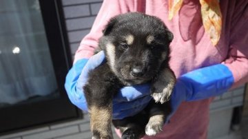 柴犬(標準サイズ)【宮城県・男の子・2019年4月5日・黒毛】の写真「珍しい縄文柴犬のオスです。《無料お届けサービス》」