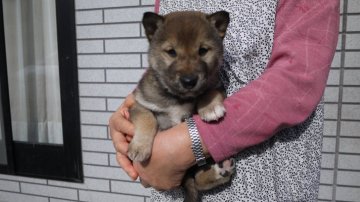 柴犬(標準サイズ)【宮城県・女の子・2018年10月3日・黒ゴマ】の写真「「縄文柴犬」の黒ゴマ。少々おてんば。」