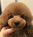 トイプードル(トイ)【秋田県・男の子・2018年11月18日・アプリコット(濃いめ)】の写真5「母犬です」