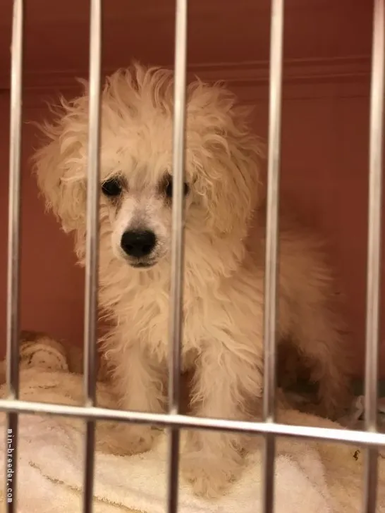 ID:1709-01969の子犬
