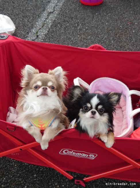 中山　洋子(なかやま　ようこ)ブリーダー(東京都・チワワ(ロング)など・JKC/KC登録)の紹介写真2