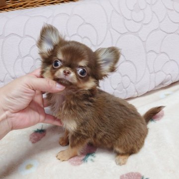 チワワ(ロング)【東京都・男の子・2025年5月29日・チョコタン】の写真「✶チャンピオン息子♛鼻ぺちゃおめめクリクリ✶」