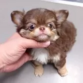 チワワ(ロング)