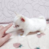 チワワ(ロング)