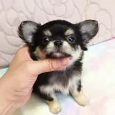 チワワ(ロング)