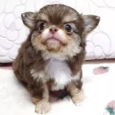 チワワ(ロング)