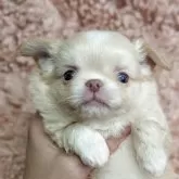チワワ(ロング)【東京都・男の子・2025年9月22日・クリーム&ホワイト】の写真3「お顔自慢です❤︎」
