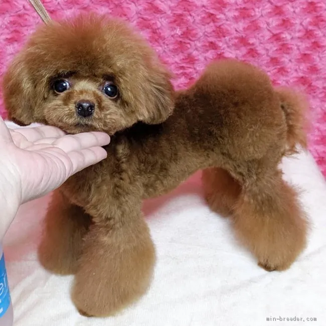 ID：1906-01310の子犬