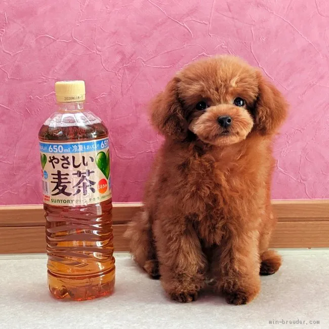 ID：1906-01309の子犬