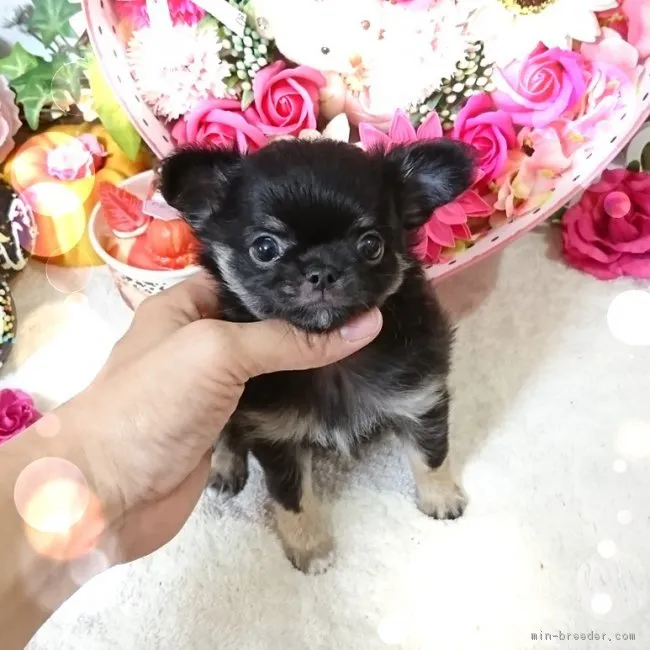 ID：1807-00684の子犬