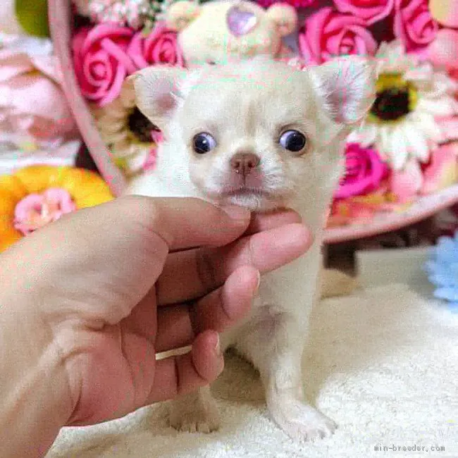 ID:1909-01451の子犬